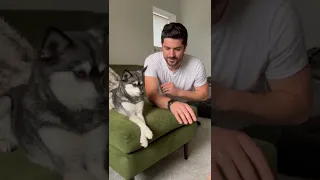 Imitating My SASSY Mini Husky To See Her Reaction