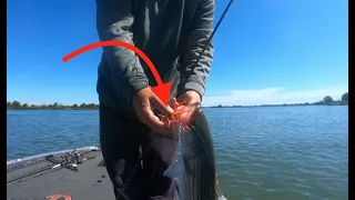 Catching Delta Stripers During Summer Months