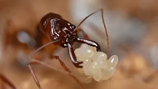 大齒猛蟻隨手拍 odontomachus rixosus and odontomachus circulus