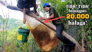 TIBA! TIBA! LUMAGPAS 20,000 HALAGA! ANG NAKUHA NAMING PULOT PUKYUTAN 😱😱|MASIVE HONEY HARVESTING