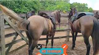 Feira de Cavalos de Canafístula de Frei Damião ás segunda. Estado de Alagoas