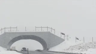 Wildlife bridge helps animals avoid car collisions