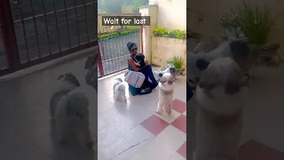 wait for last | shihtzu dog family #shihtzu #dog