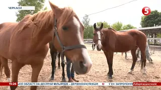 Виснажені тікали від обстрілів: як коні-переселенці з Луганщини реабілітуються в Черкасах