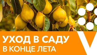 ОТВЕТЫ НА ВСЕ ВОПРОСЫ ПО УХОДУ ЗА ПЛОДОВЫМ САДОМ И ЯГОДНИКАМИ В СЕРЕДИНЕ АВГУСТА!