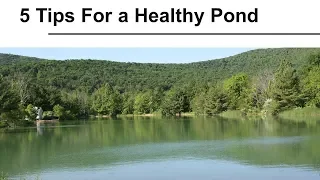 Five Tips For a Healthy Pond