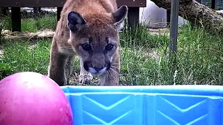 Cougar Cub Anastasia Pool Fun 🏖