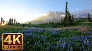 4K Flowers Scenery - Wild Flowers from Mt. Rainier - Trailer