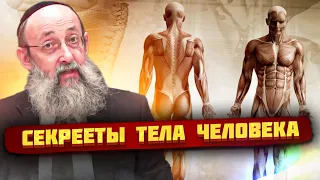 Секреты тела человека. Рав Ашер Кушнир