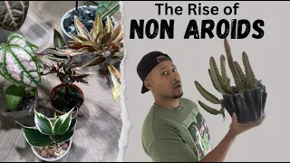 NON Aroid Collection (Rare Plants)