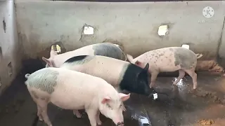 pig farm in Assam/subba pig farm
