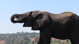 Chobe National Park, Botswana