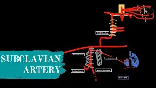 Subclavian Artery - Branches (+Mnemonics)