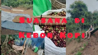 Suasana Kebon Kopi Di Atas Bukit Lumut Balai @NandaAriansah