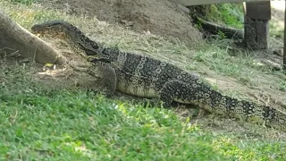 LUMPINI PARK, Bangkok, Thailand - Walking with; tourists, locals and, water monitor lizards - #asia