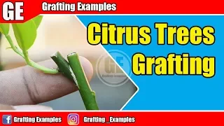 How To Graft Citrus Trees With Different Varieties