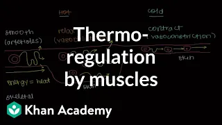 Thermoregulation by muscles | Integumentary system physiology | NCLEX-RN | Khan Academy