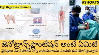 What is Xenotransplantation in Telugu | Why Doctors Using Pigs Organs to Humans Shorts #Shorts