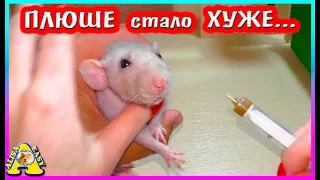 У крыски Плюши опять... Как помочь Плюше? /  Спасение крысы / Alisa Easy Pets