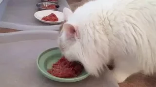 Health Water Food Bowl