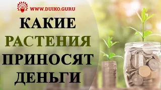 ✿☘ Какие растения ПРИНОСЯТ ДЕНЬГИ, а какие НЕЛЬЗЯ выращивать дома ✿☘ @Андрей Дуйко @Андрей Дуйко