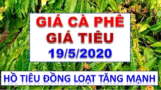 Giá cà phê và giá tiêu hôm nay ngày 19/5/2020:Cà phê tăng nhẹ, giá tiêu đồng loạt tăng thêm 500 đ/kg