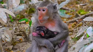 Very cute tiny baby monkey is trying to hug mom carefully - Cute Wildlife Park