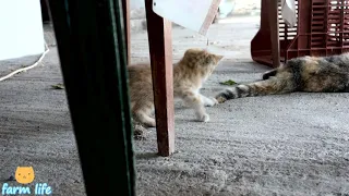 Mama Cat's Reaction to her kitten, When Kitten playing her tail - AGROKOTA.GR