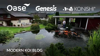 Modern Koi Blog #5742 - In der Schweiz:  Swens krasser und stark besetzter  60.000 Liter Koiteich