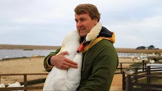 Мужчина спас лебедя и в благодарность птица сделала то, что никто не ожидал