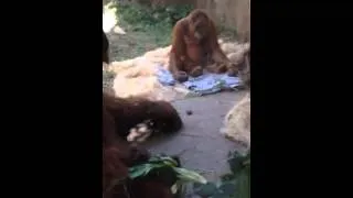 Robert the orangutan