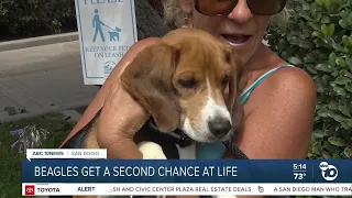 How to adopt the beagles rescued from a lab-testing facility