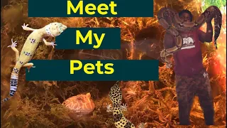Meet all my Pets.!