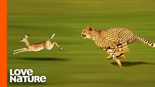 Cheetah High Speed Gazelle Hunt