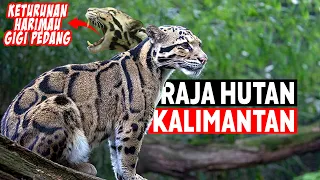 Macan Dahan Kalimantan - Raja Hutan Kalimantan yang Mulai Kehilangan Singgahsananya