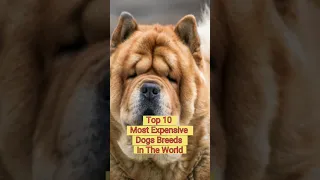 Top 10 Most Expensive Dogs Breeds In The World #top10 #shorts