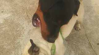 ROTTWEILER AMD PUG BITE ME AT PLAYING TIME