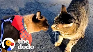 Cat Meets New Boyfriend On A Walk But Is Skeptical About Him At First, Until... | The Dodo Cat Crazy
