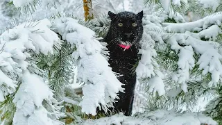 We sit at home with Luna the panther and remember last December 🎄 🐆 🐕