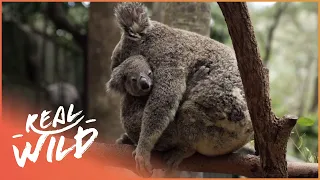 The Sweetest Koala Family | Baby Animals In Our World | Real Wild