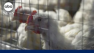 2nd human case of bird flu confirmed in Michigan connected to dairy cow outbreak