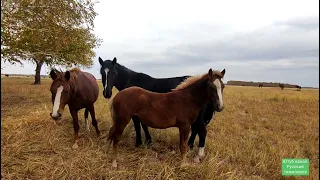 Самый большой обзор лошадей.| Осень.