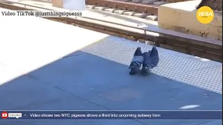 Two NYC pigeons shove a third into oncoming subway train