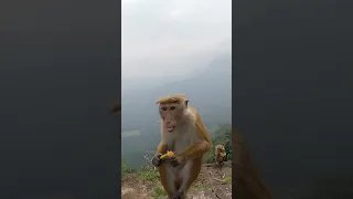 Sri Lankan Monkey | Toque macaque 🙉🙉 #shorts