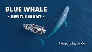 MASSIVE BLUE WHALE NEXT TO BOAT | Newport Beach, CA | Newport Coastal Adventure Ultimate Whale Watch