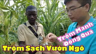 Vườn ngô bị trộm hết cả bùa chú||2Q Vlogs Cuộc sống Châu Phi