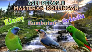 RAJA NYA MASTER ROLINGA‼️ KINOY - RAMBATAN - SRINDIT