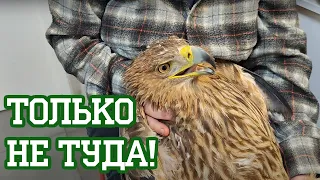 Куда вы там орла тычете?!