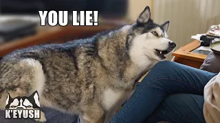 My Husky Calls My Mum A LIAR! He Does Not Believe Her!