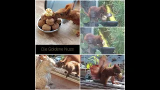 Eichhörnchen gibt sich die Goldene Nuss | The Golden Nut - a golden candy and/or nutty Overdose?!?